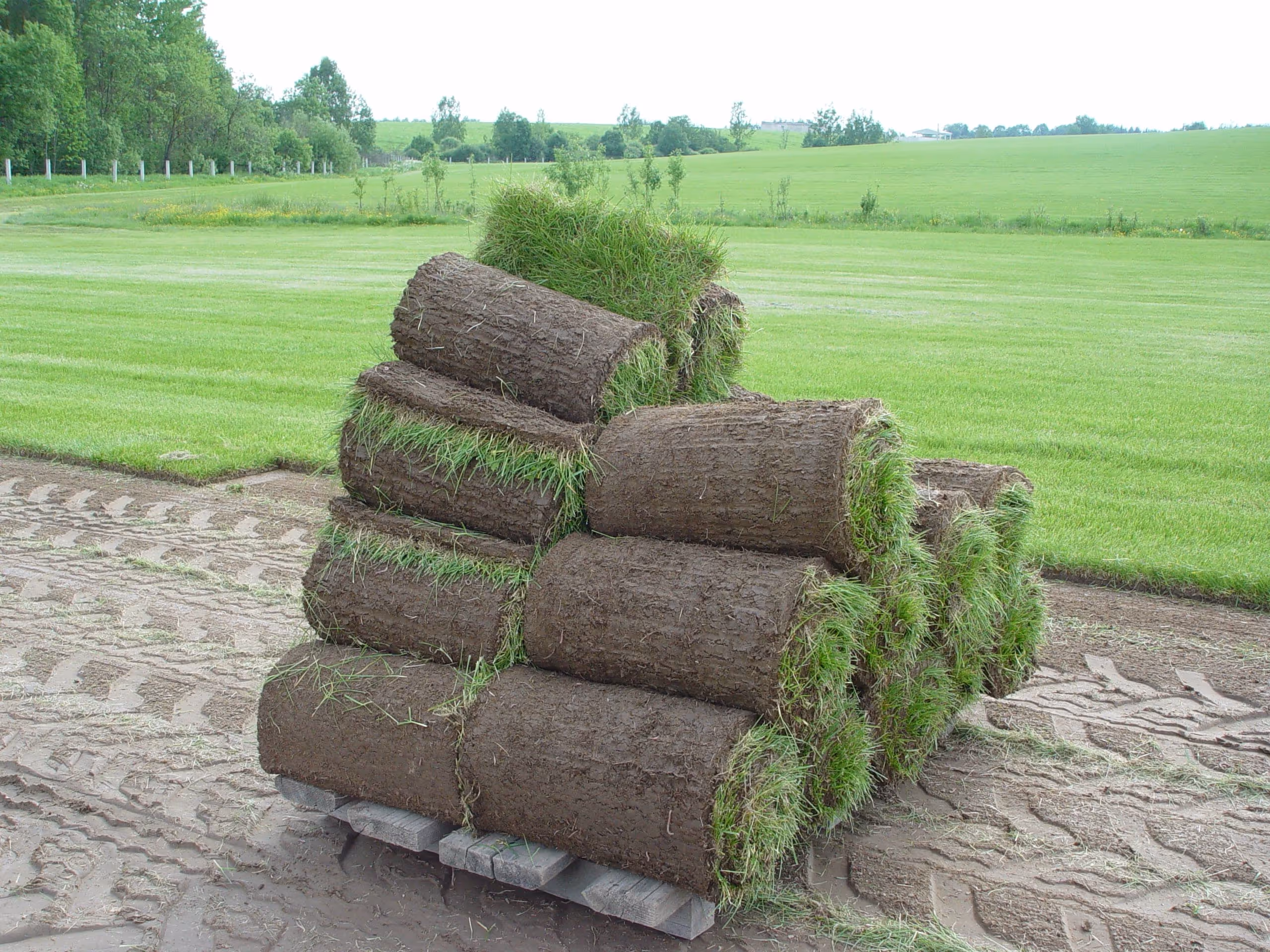 Pasto en rollo — imagen 3
